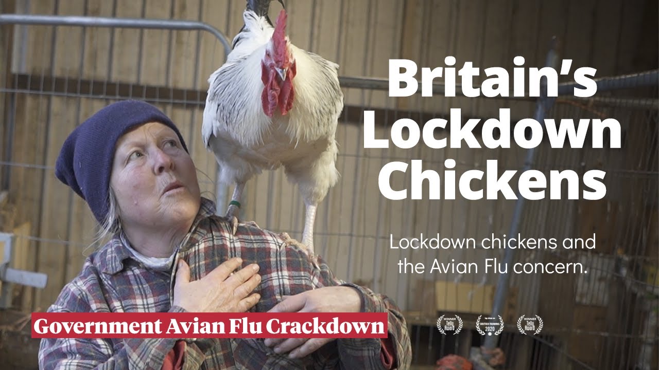 Lockdown Chickens. Avian Flu in the UK