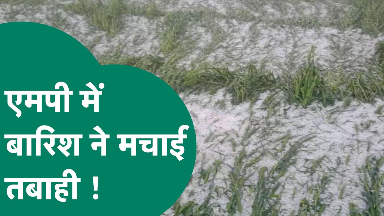 MP से बारिश का कहर, ओलावृष्टि ने बर्बाद की खेतों में खड़ी फसल, कई जिलों में ऑरेंज अलर्ट जारी !