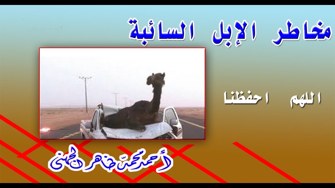 مخاطر الإبل السائبة