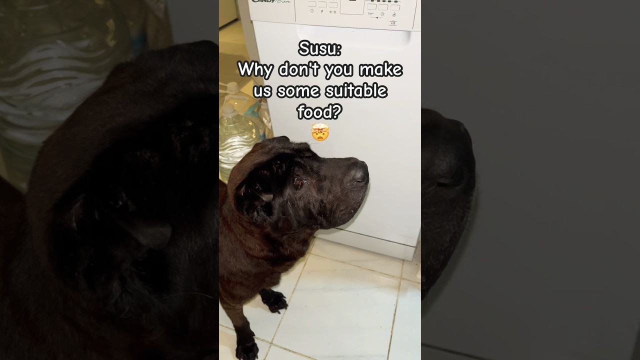 Susu dog would like human food to be suitable for pets too! 