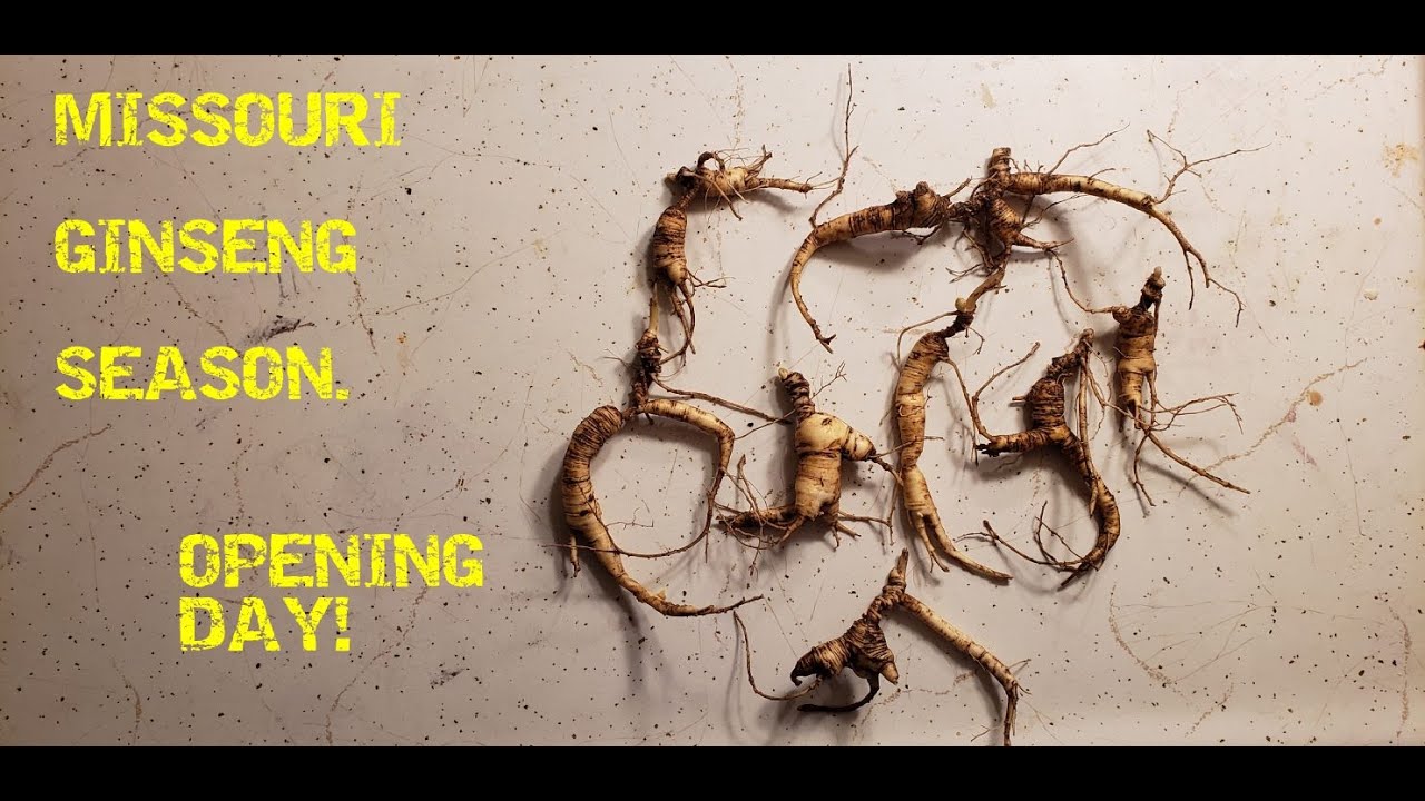 Missouri's Ginseng Season. Opening Day!