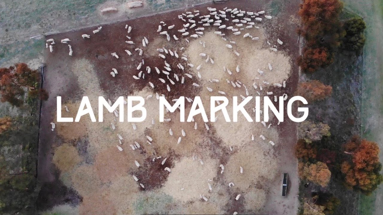 Australian Farm | Sheep Work | Lamb Marking, Why we do it
