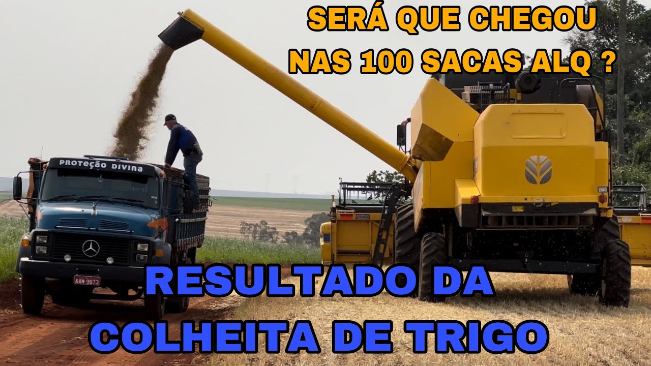 COLHEITA DE TRIGO 2024 CHEGOU AO FIM, MÉDIAS DE PRODUÇÃO E UM POUCO DO FINAL DA SAFRA