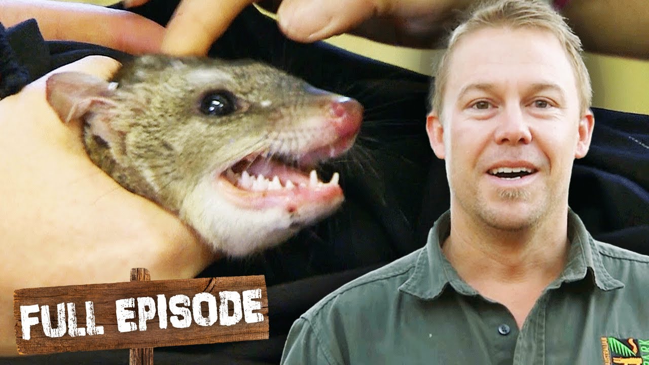 Releasing & Preserving Australian Endangered Quolls ❤️ Wild Life Of Tim Faulkner S03E15 | Untamed