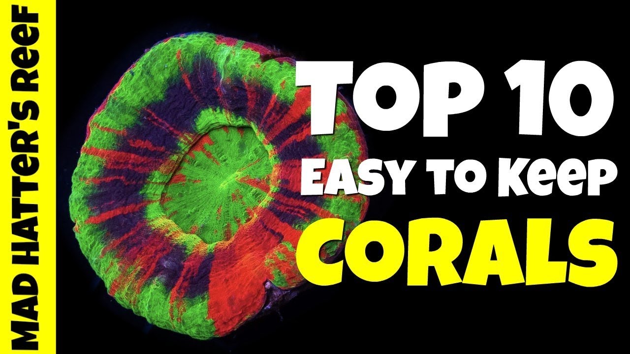 Top 10 Easy To Keep Corals