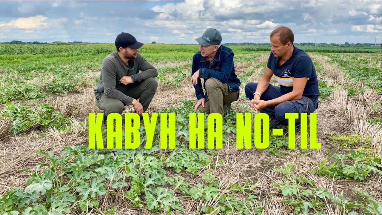 Вирощування кавуна по технології No-till