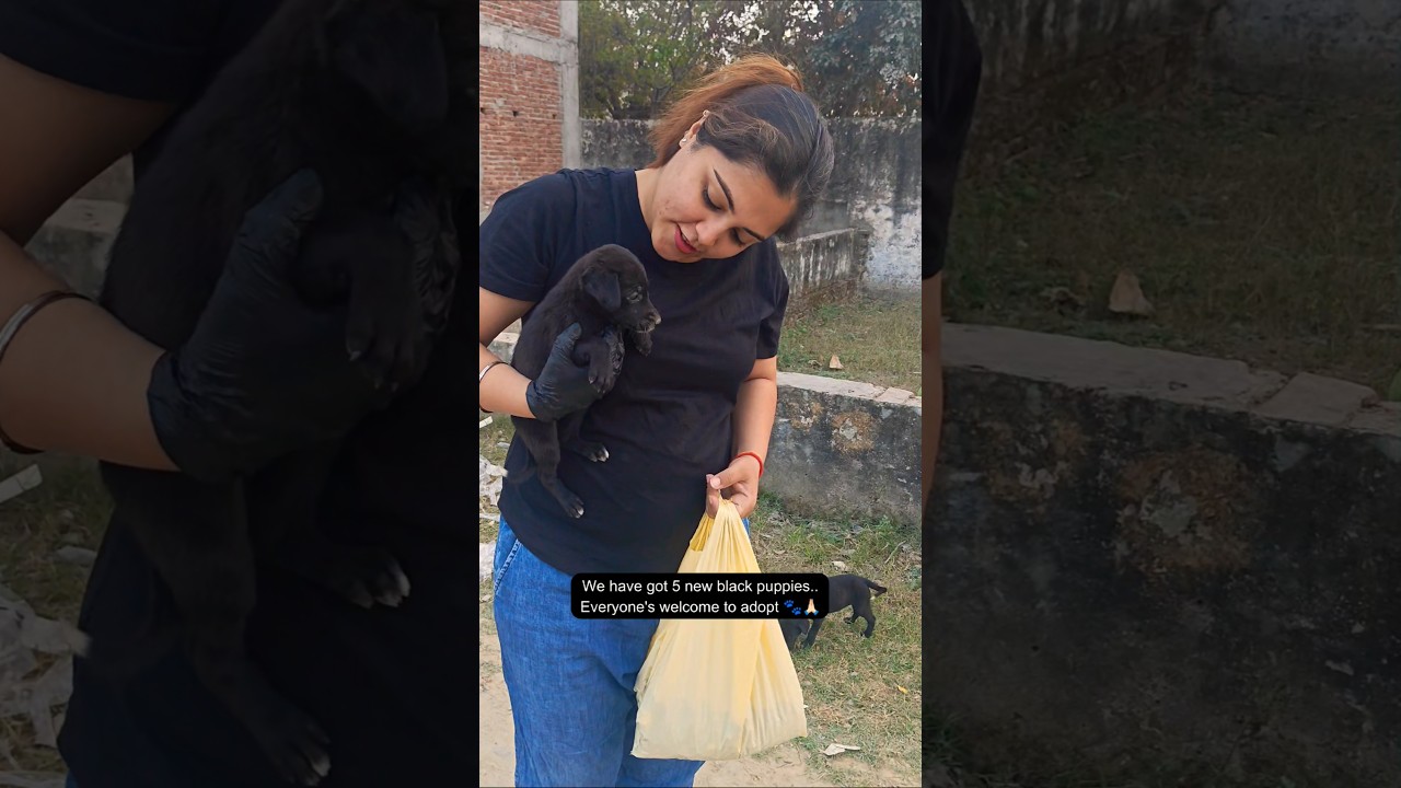 We got 5 New Black Puppies🐕 Please Adopt if Possible 🙏 #shorts #support #viralshorts #adoptstrays
