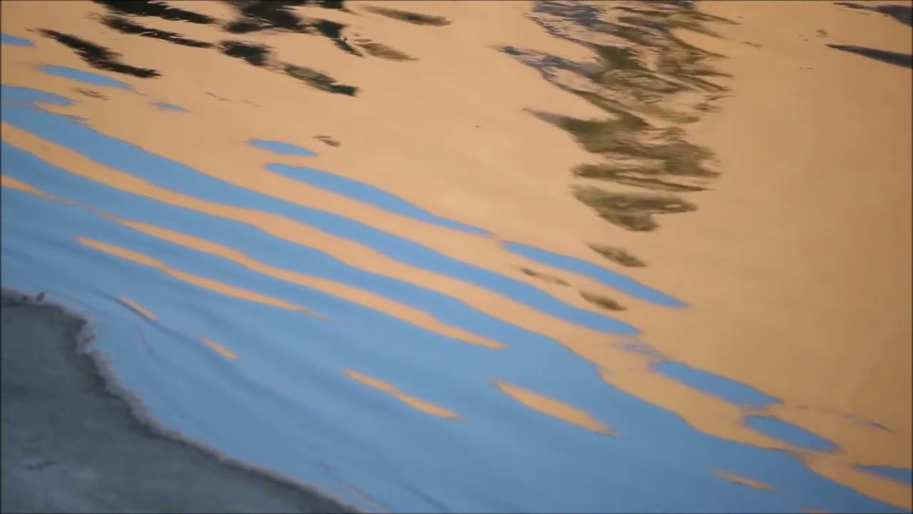 Loving Ourselves and Each Other Japanese Cherry Blossom Tree July 2024