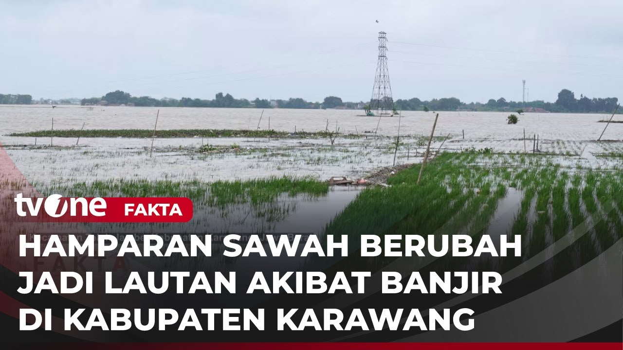 Terendam Banjir, Area Persawahan di Karawang Berubah Seperti Danau | Fakta tvOne