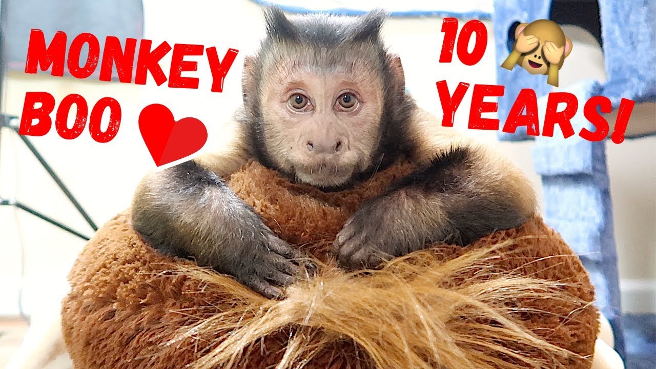 Capuchin MonkeyBoo отмечает первые 10 лет!! (СБОРНИК)