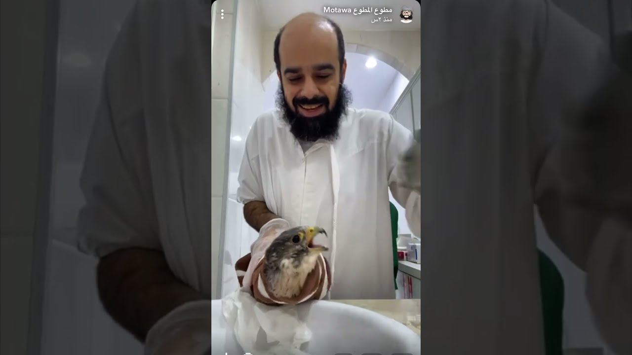 علاج كامل صقر + منخر + مخالب + منسر + تخدير كامل