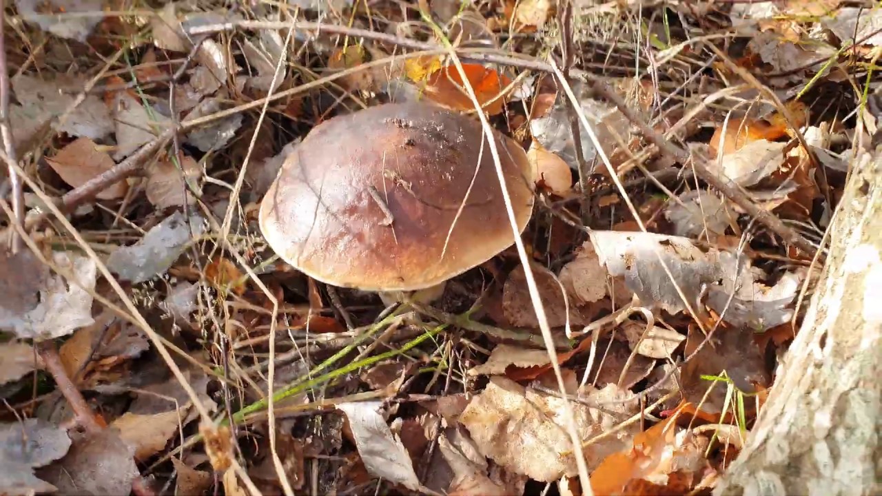 GRZYBY 26.10 2019  PRAWDZIWKI.CZ 2