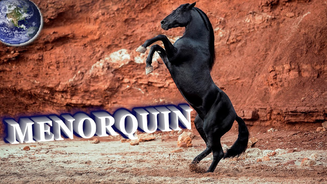 TOP Beautiful Menorquin Horse in the World