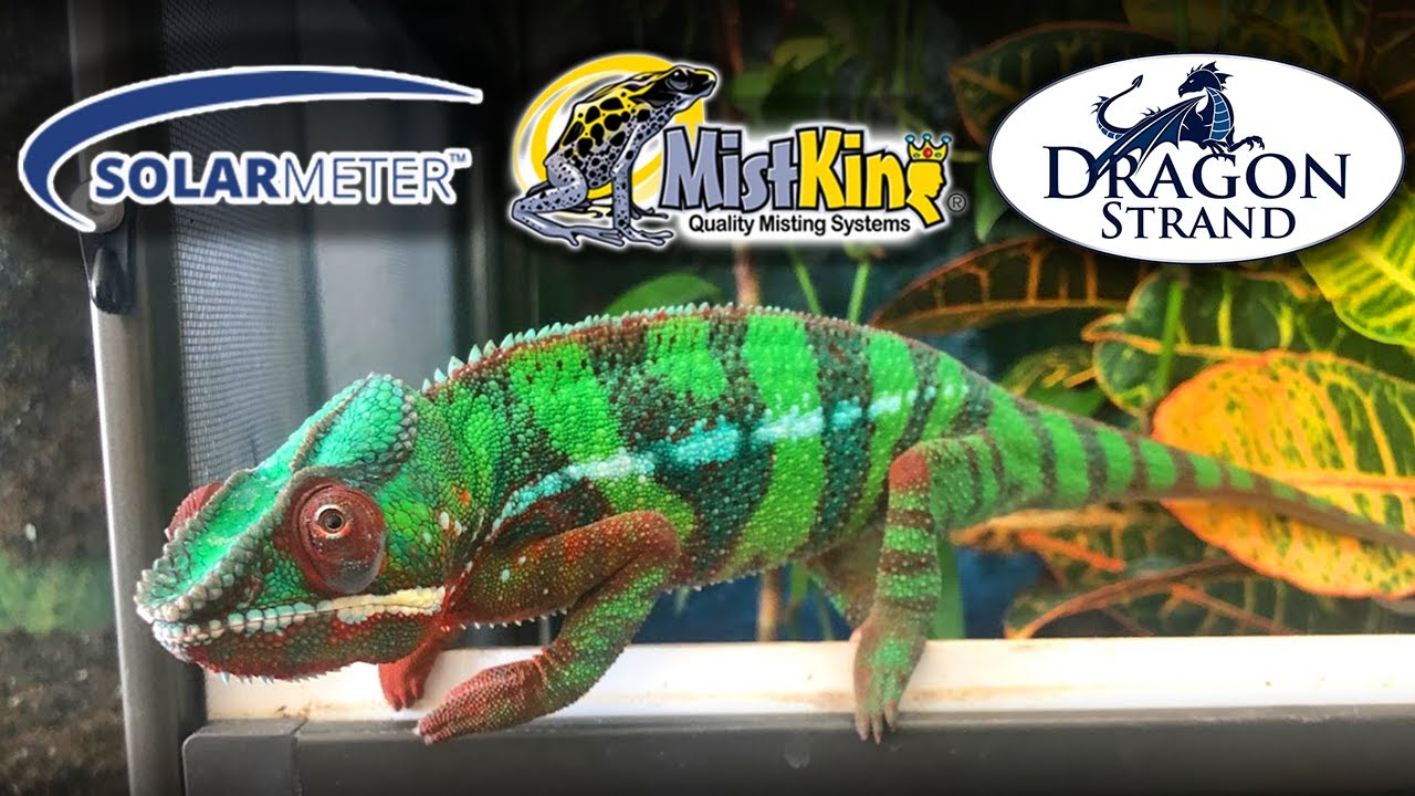 3 Chameleon products that are worth your money | Solarmeter 6.5, MistKing, & Dragon Strand Ledges