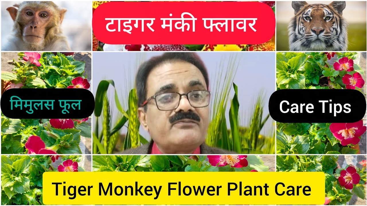टाइगर मंकी फ्लावर / मिमुलस फ्लावर प्लांट केयर टिप्स। Tiger Monkey Flower/ Mimulus Plant Care Tips. 
