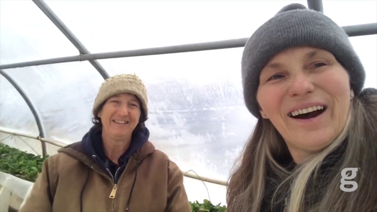 Marjory Wildcraft and Lynn Gillespie tour Lynn's tomato greenhouse.