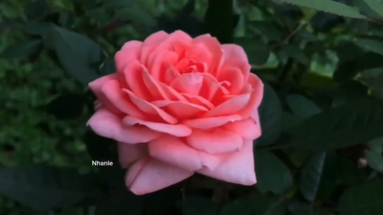 George Davidson - Ne me quitte pas 🎶🌹