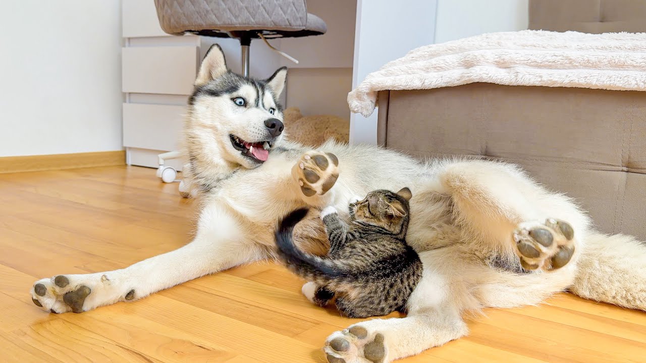 Poor Giant Husky Attacked By Fearless Kitten