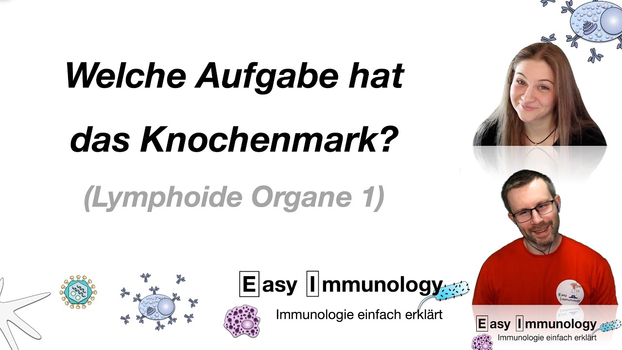 Lymphoide Organe: Welche Aufgabe hat das Knochenmark?