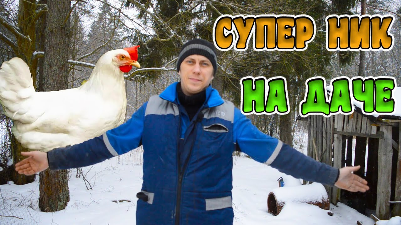 Приехал на Дачу в СНТ и купил КУР Супер Ник