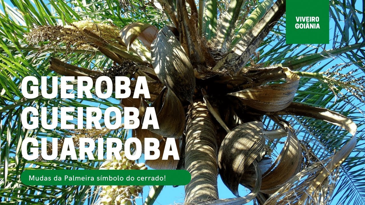Mudas de Gueiroba / Gueroba ou Guariroba