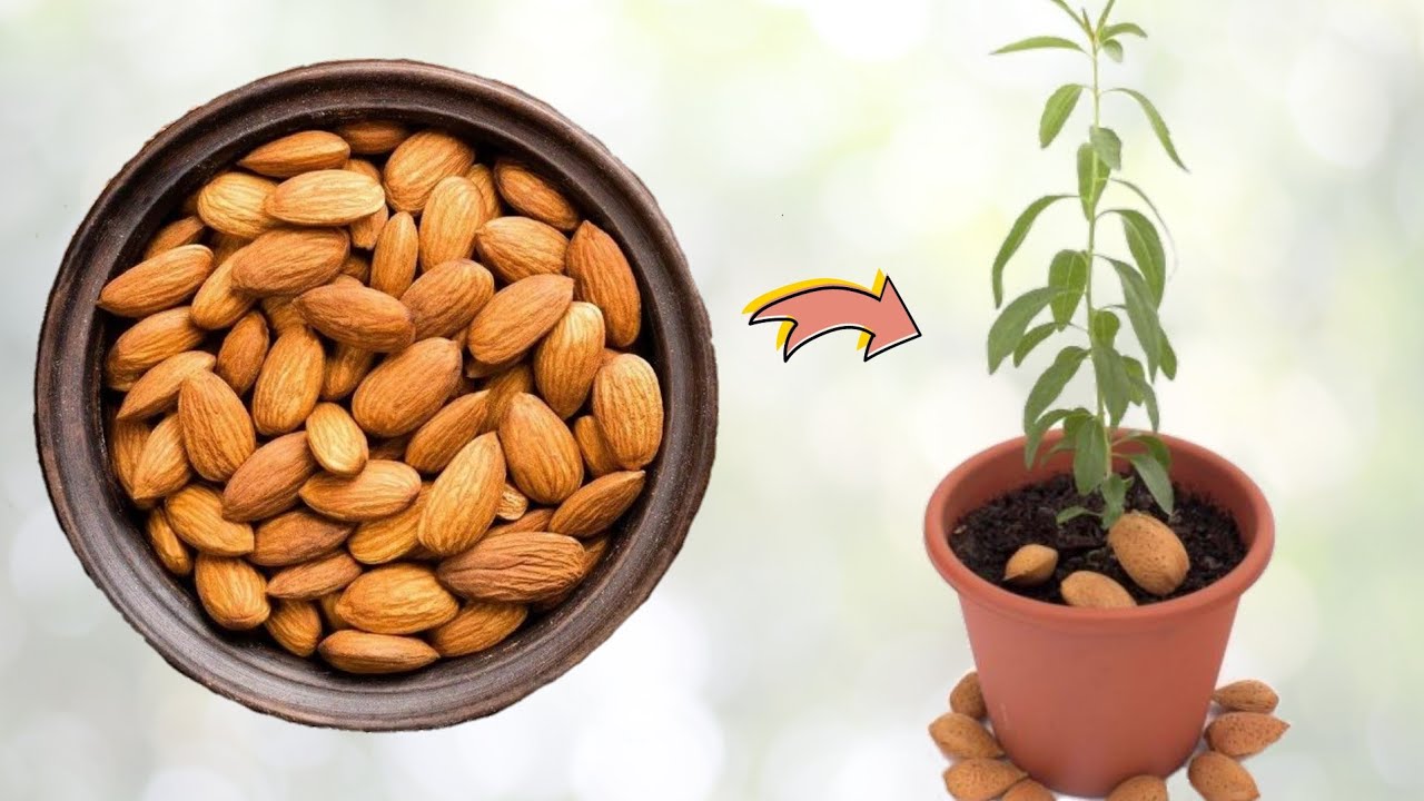 زراعة اللوز من البذور في المنزل How to plant almond trees from seeds
