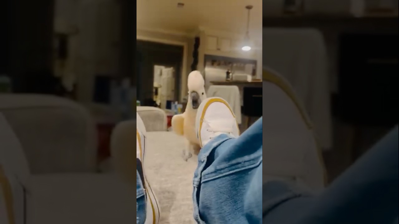 Я никогда не видела такой злой птицы 😂