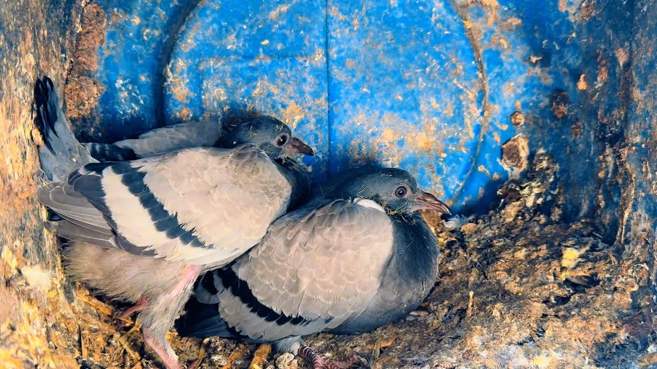 عندي فكره جديده على الزغاليل وعطوني رايكم تنجح ولا لا 😇