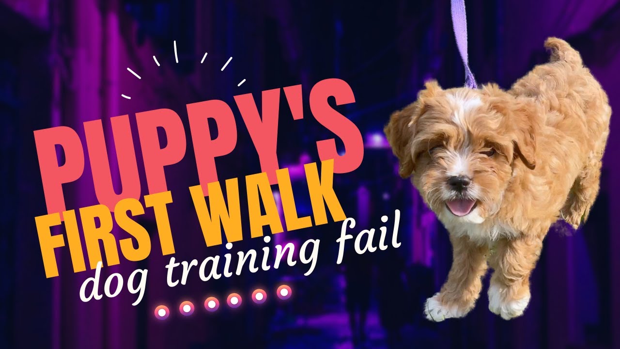 Puppy's first walk!