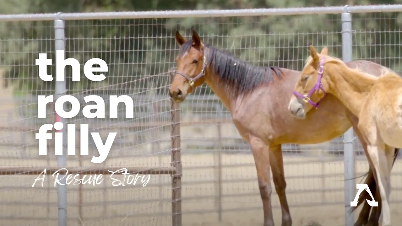 Come Behind the Scenes of a Kill Pen Rescue