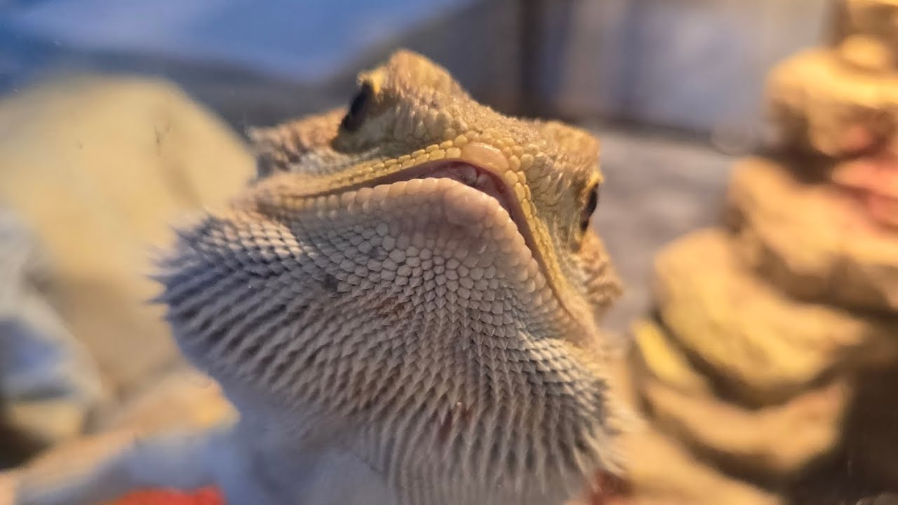 Kiwi the Bearded Dragon glass surfing