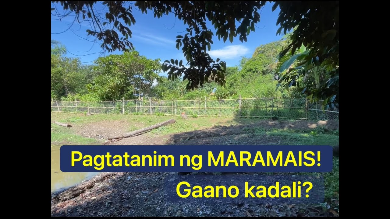 BEGINNER sa GOAT FARMING. Pagtatanim ng MARAMAIS. Gaano Kadali?