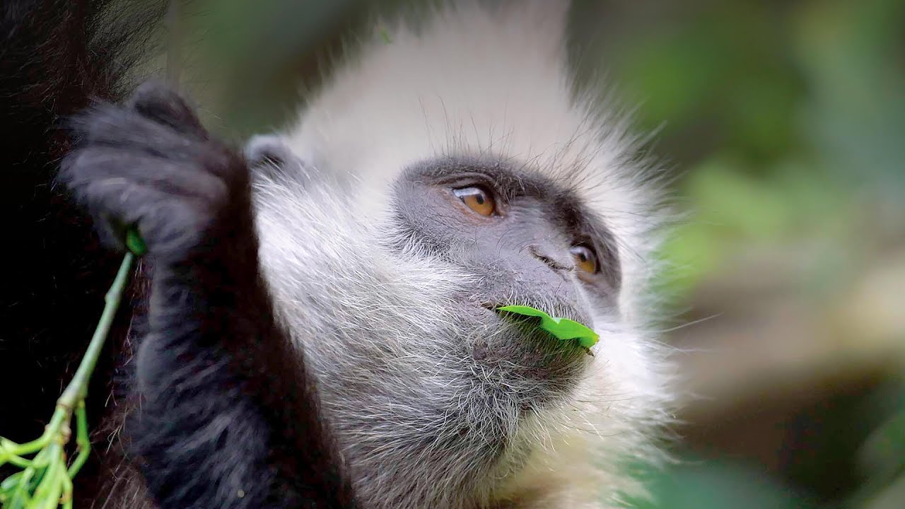 A New Species of Monkey Found - National Geographic Documentary