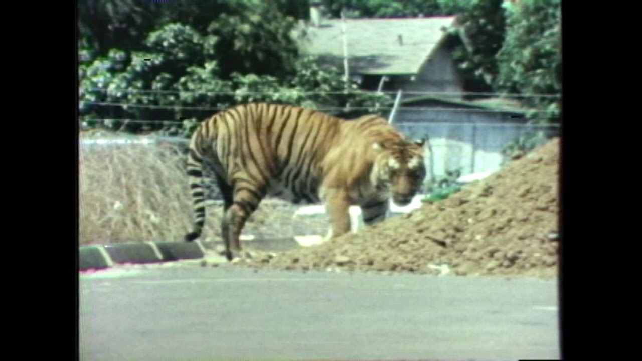 Ringling Bros Circus Tiger Escapes @ San Diego Sports Arena, July 17, 1970