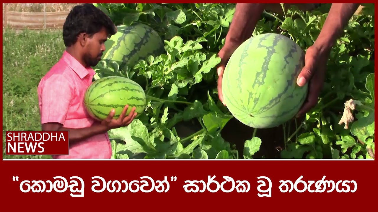 ''කොමඩු වගාවෙන්'' සාර්ථක වූ තරුණයා | 2024-03-11 | Komadu Wagawa Sri Lanka | WaterMelon Cultivation