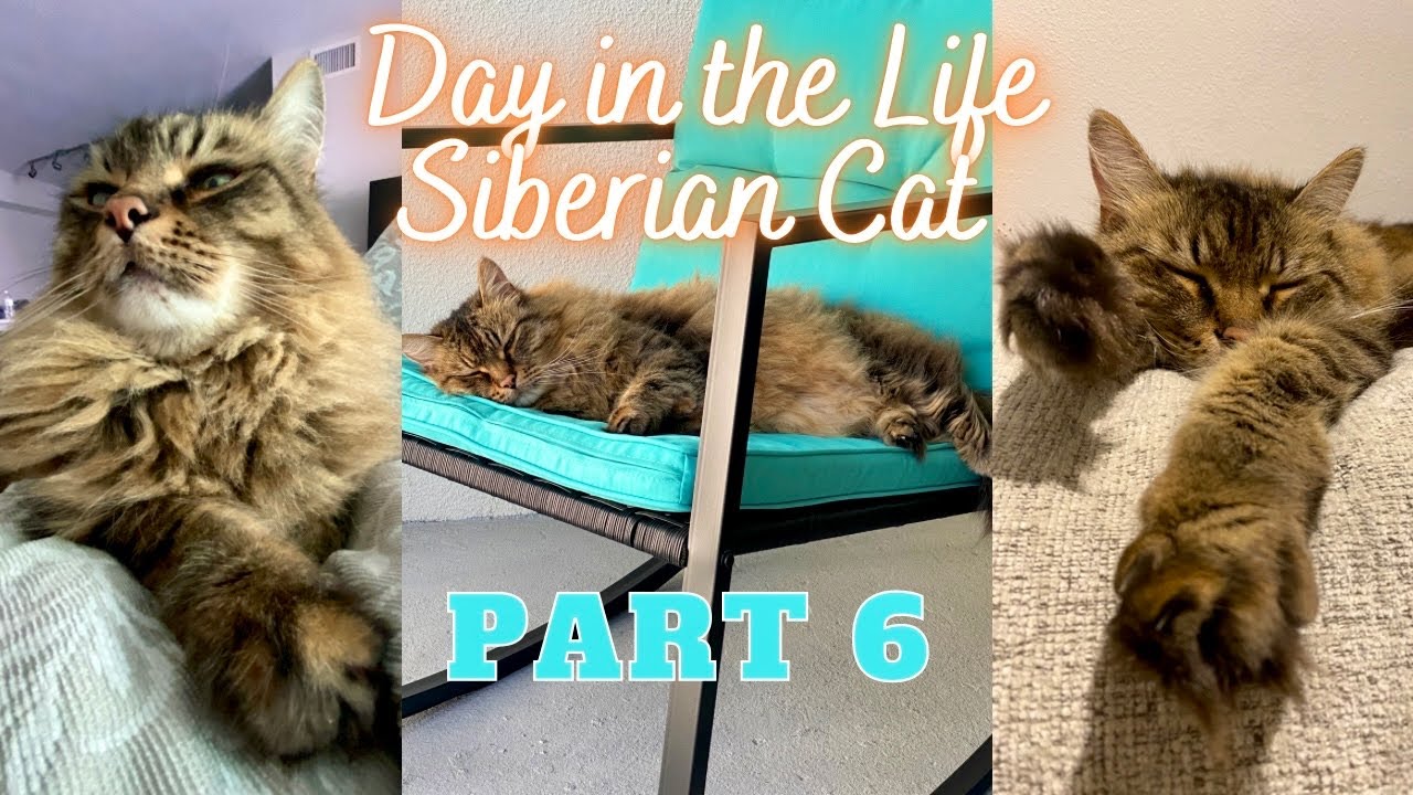 A Day In The Life Of A Siberian Cat (PART 6) | Taking a sick day... and being besties 😽👧🏻
