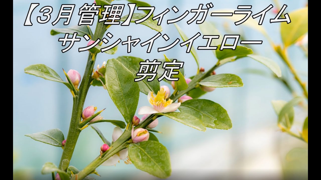 【フィンガーライム】サンシャインイエローの剪定【３月管理】