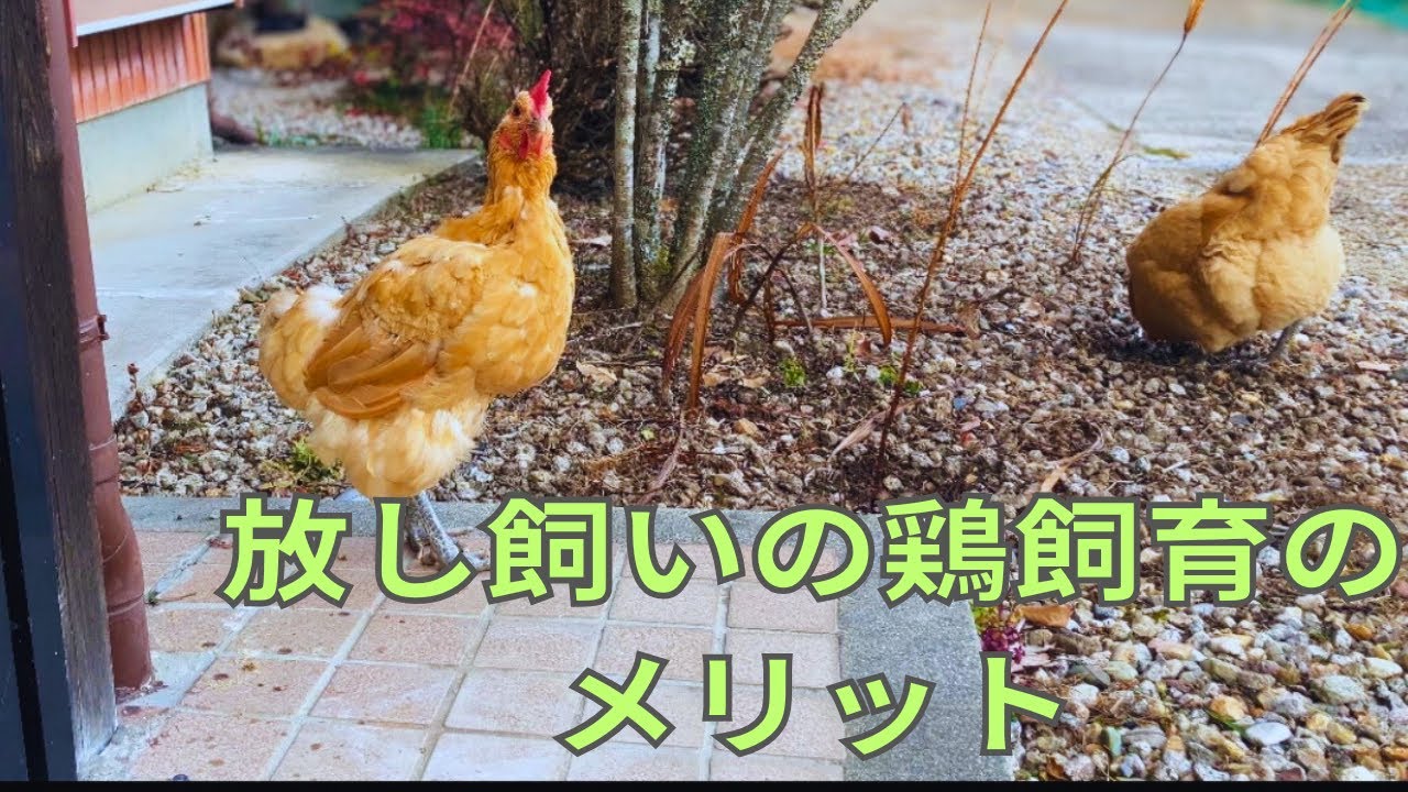[40代山暮らし女]放し飼いで鶏飼育をしてみた結果