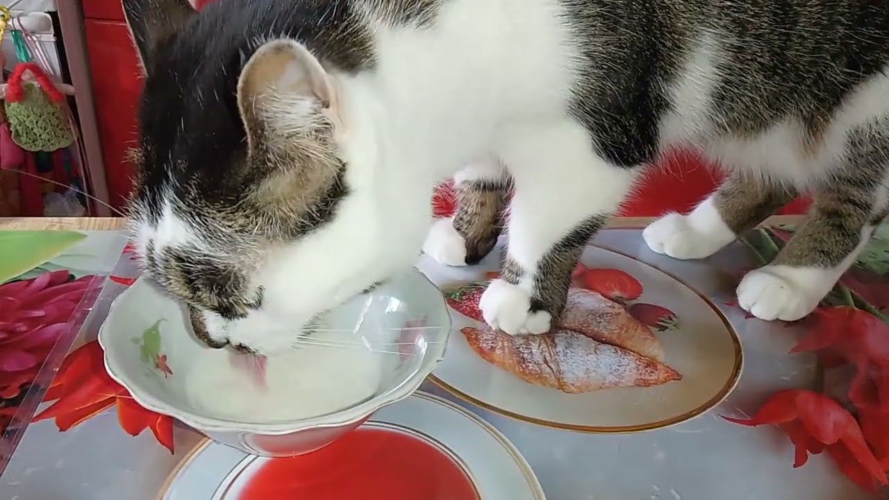 МОЛОЧНО - ХЛЕБНОЕ УТРЕЧКО!😻🍶ФУНТИК ПРИТВОРЯЕТСЯ ХОРОШИМ МАЛЬЧИКОМ!🙀 НЮШКА-АНГЕЛУША!❤️