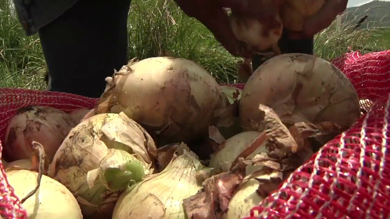 Agricultura al Día - ¿Cómo sembrar cebolla cabezona?