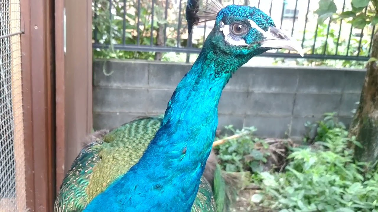 【爆音注意】孔雀の鳴き声　peafowl call