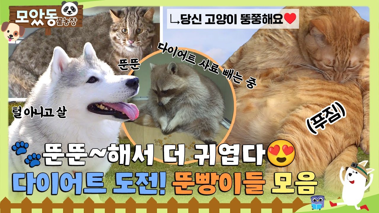 [#모았동물농장] 뚠뚠해서 더~ 귀엽다!!😍 하지만 뚠빵이들도 쉽지 않은 다이어트 도전기💪 과연 살 뺄 수 있을까…? #TV동물농장 #AnimalFarm #SBSstory