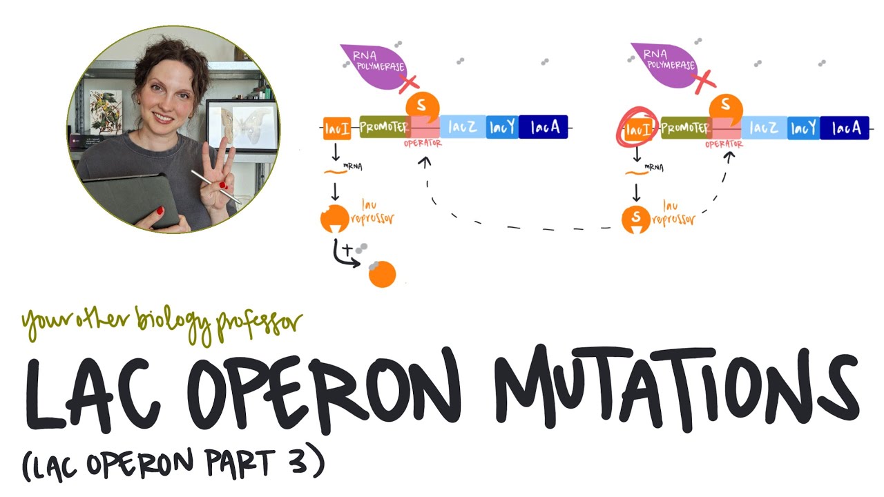 Lac Operon Mutations: Why Won't It Turn Off?