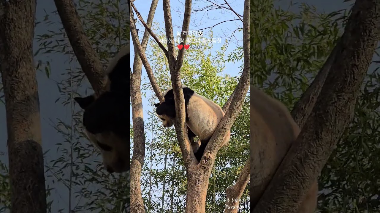 2026.3.25.#러바오 #러낑이 #아이바오 #푸바오 #루이바오 #후이바오 #바오패밀리 #판다월드 #판다제2하우스 #에버랜드 #강철원주키퍼님 #송영관주키퍼님 #오승희주키퍼님