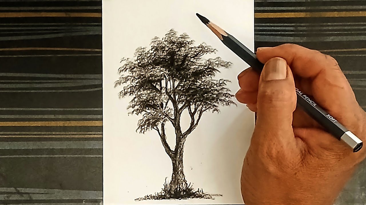How to draw a tree by pencil with simple ways.