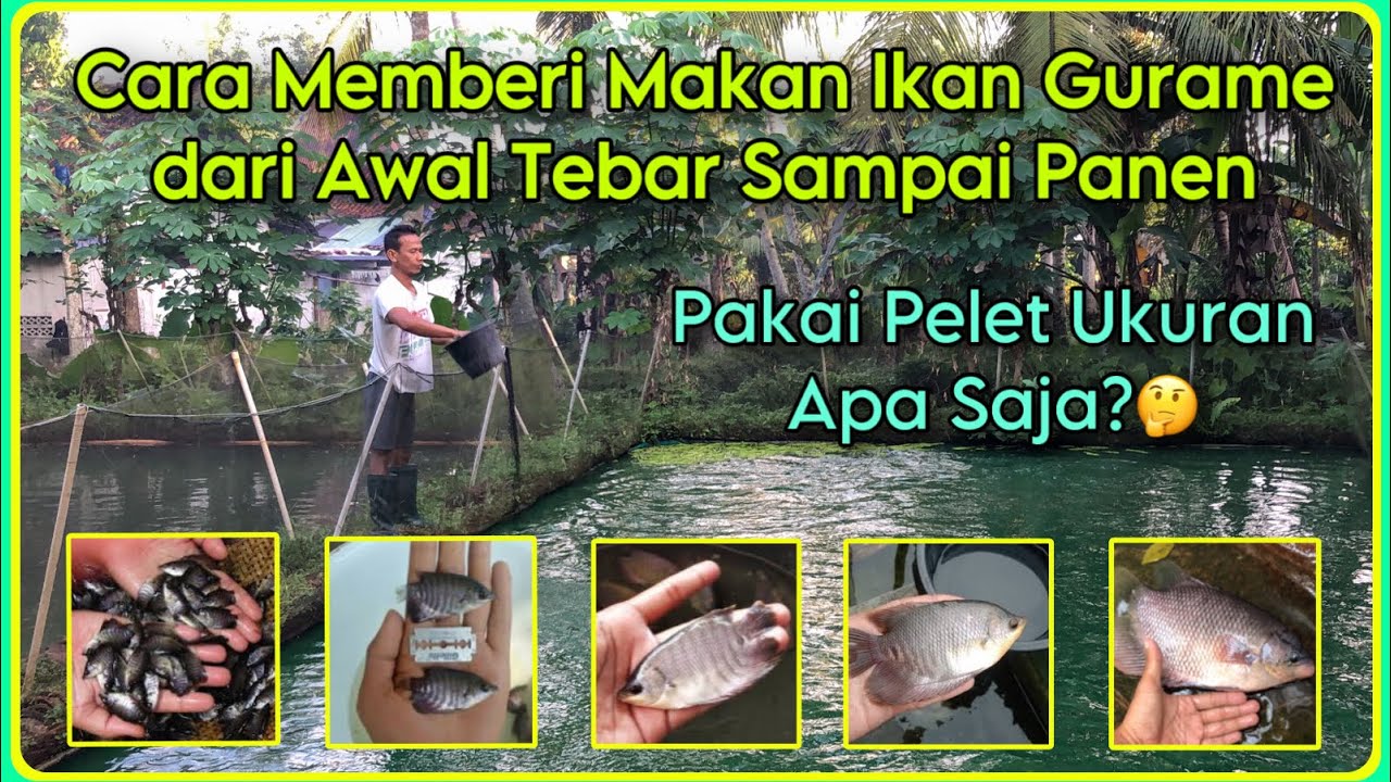 Pakan Ikan  Gurame Dari Awal Sampai Panen | Pakan Ikan Gurame Agar Cepat Besar