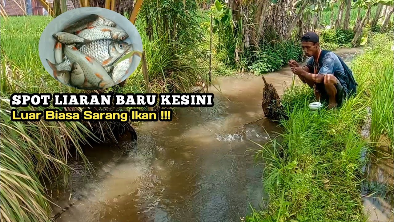 No Hoax !!! Mancing Derbang Wader Abang Di Spot Liar Selokan Ini Ikan Nya Besar Besar