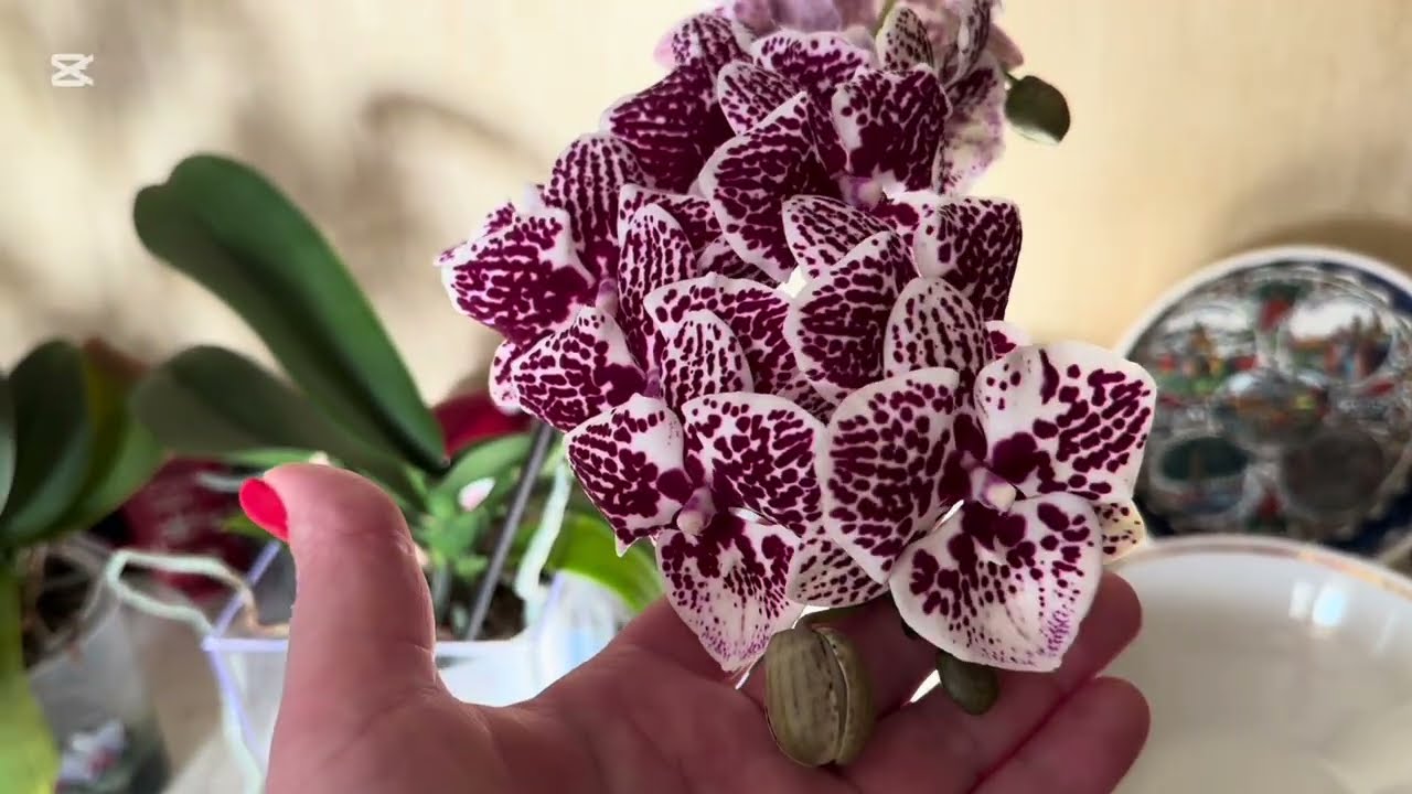 Орхидеи🌺 Биг лип, семейка «пестрых» + два подарка 🌸