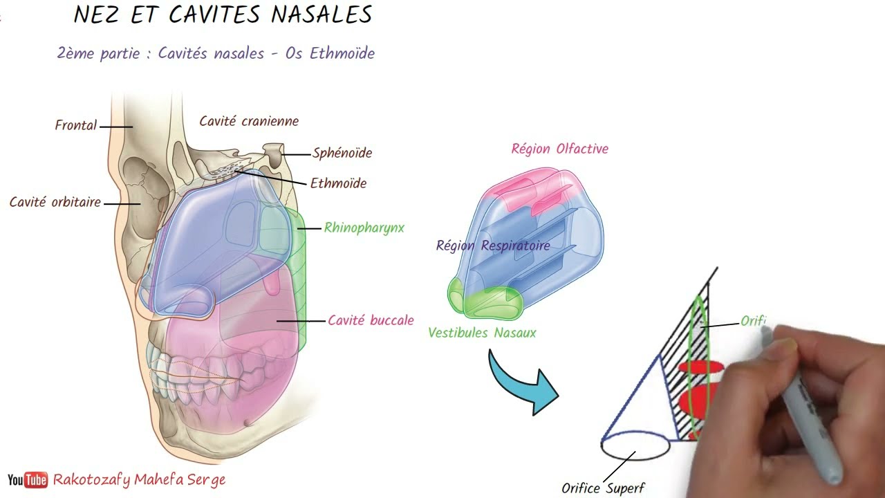 NEZ ET CAVITÉS NASALES - 2è partie : Cavité nasales  - Ethmoïde
