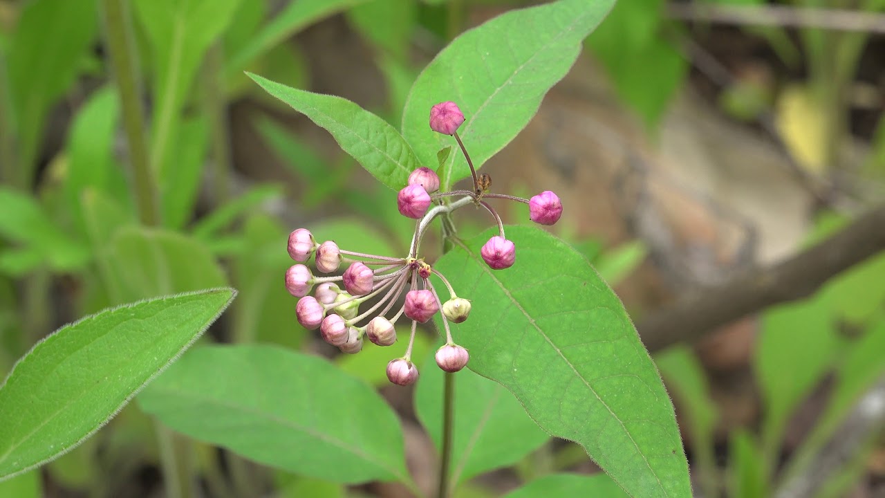Prescribed Fire and the Benefits to Wildlife - Oak Woodland